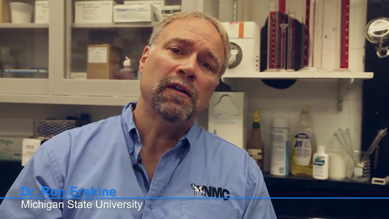 Understanding mastitis control in dairy cows - ENGLISH