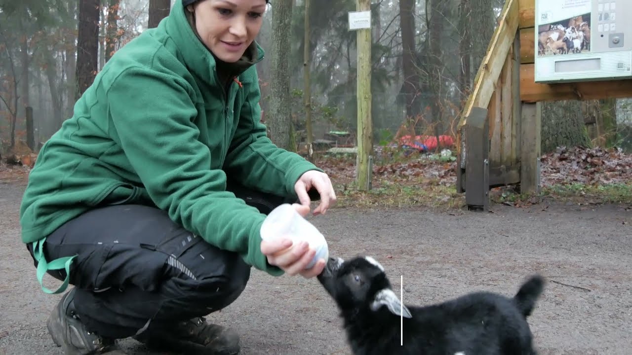 S&uuml;&szlig;e Tierbabys: Im Wildpark M&uuml;den gibt es Nachwuchs