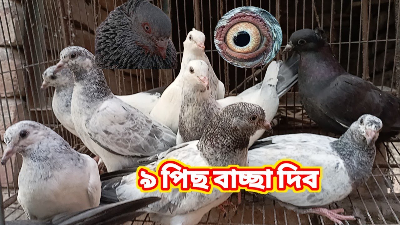 আমার বাসায় গেমের কবুতর এটা আজকে ধরবো।