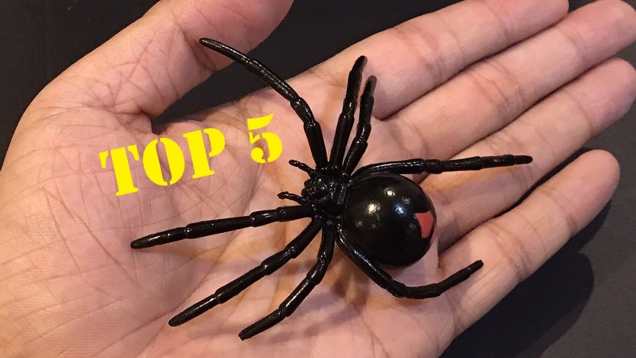 TOP 5 MOST DANGEROUS SPIDERS IN THE USA