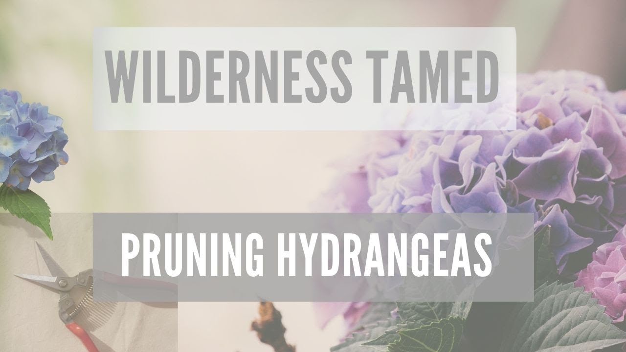 Pruning Hydrangeas How & When