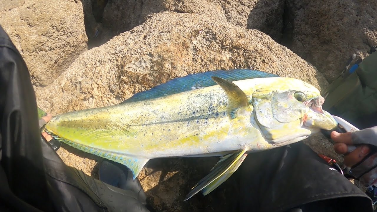 דייג דוראדו אתלט 6kg זרזור מדיום פייט מטורף🎣 | mahi mahi fishing meduim spinning frome shore 🤯
