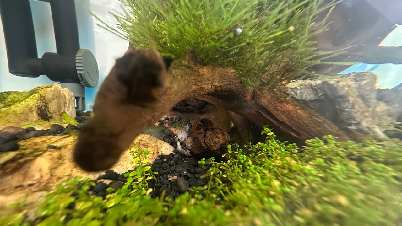QUASE PERDI O AQUÁRIO PLANTADO :/