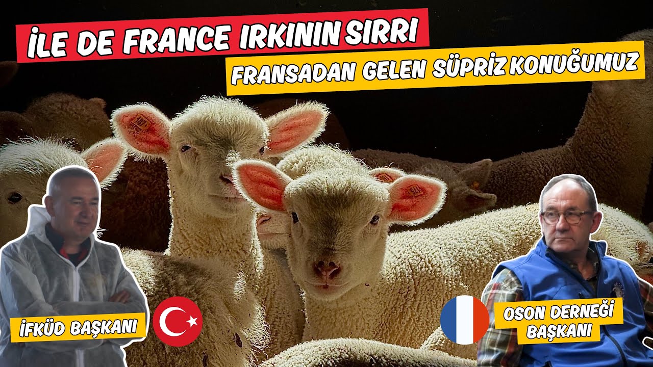 İle De France Irkının Sırrı 🐑| Fransa’dan Gelen Başkan Anlatıyor! 🔥