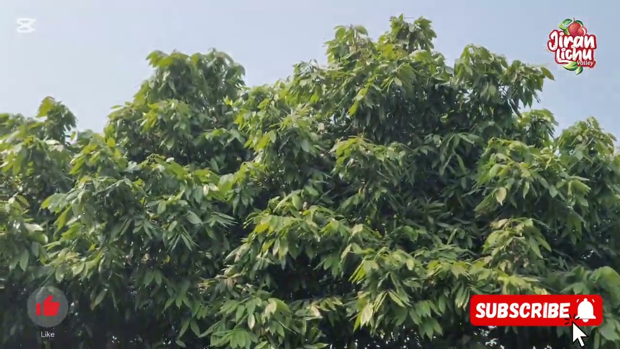 লিচুর বাগানের ফলন হিসেব কিভাবে করবেন।। ২০.০২.২০২৫।।