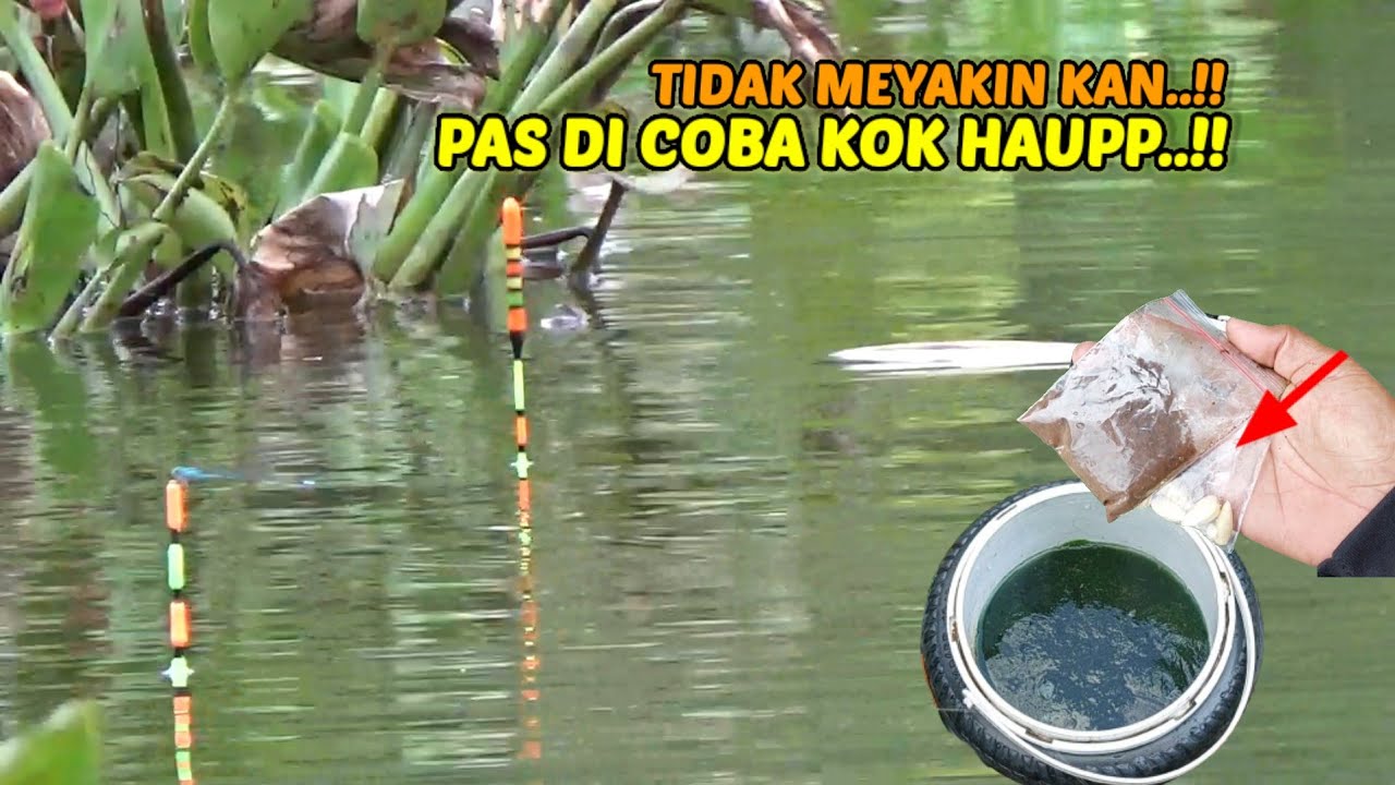 TERLALU JITU..!! campuran lumut ini buat umpan mancing nila #umpanjitu