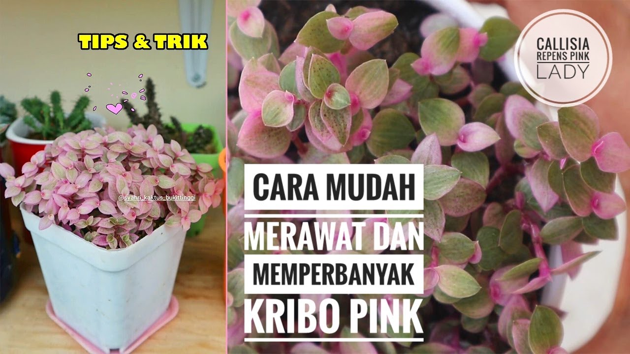 Succulent plant care and propagate KRIBO PINK 