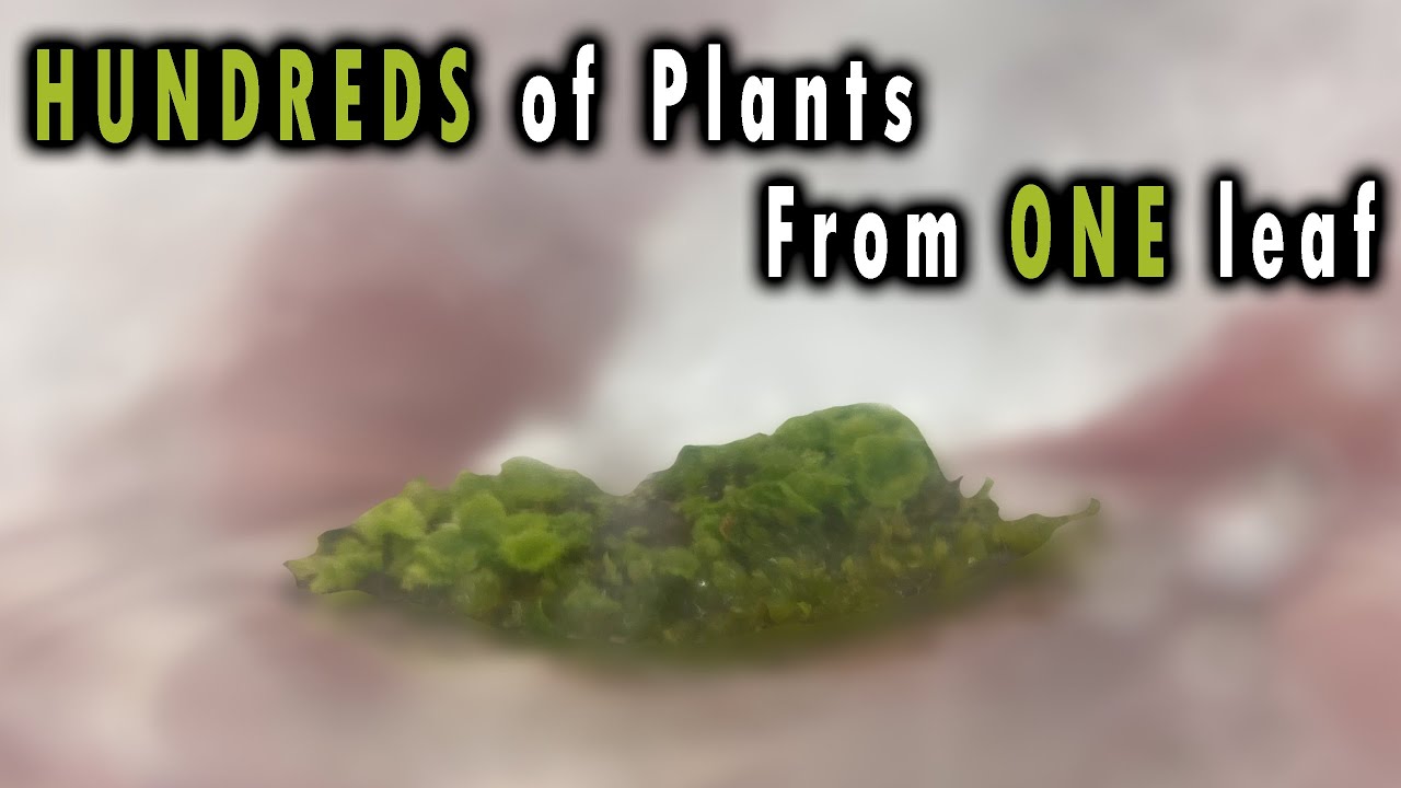 Cloning My Begonia (Tissue Culture) 