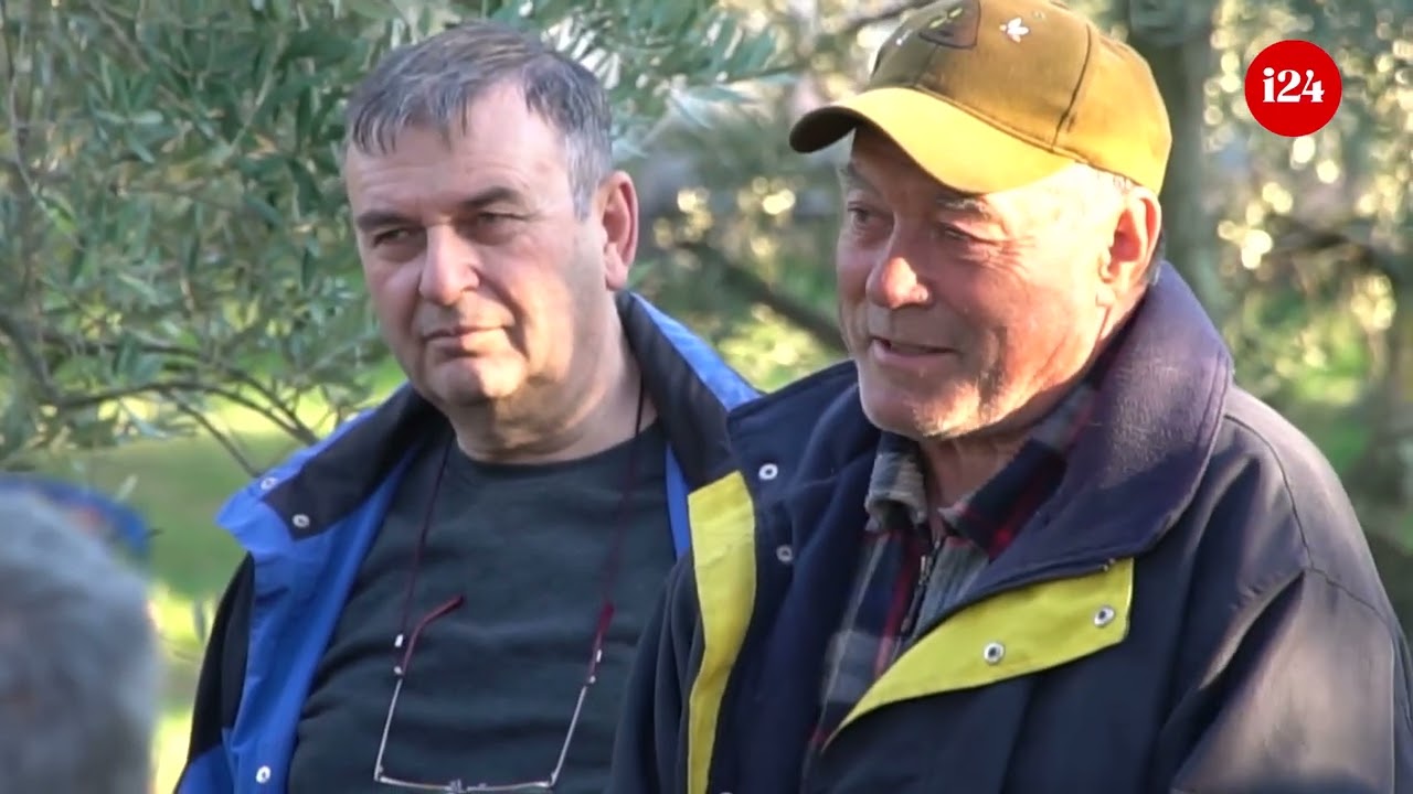 Kako orezati masline na najbrži način i dobiti najviše prinosa