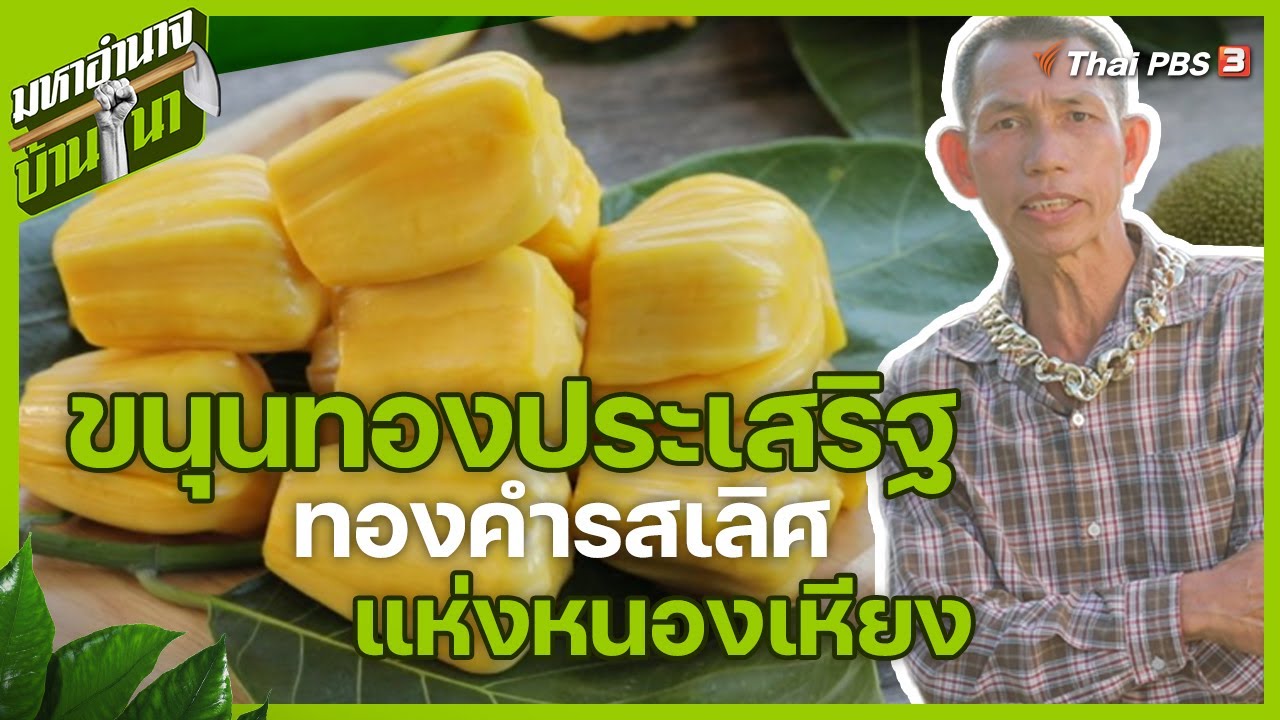 ขนุนทองประเสริฐ ทองคำรสเลิศแห่งหนองเหียง | มหาอำนาจบ้านนา