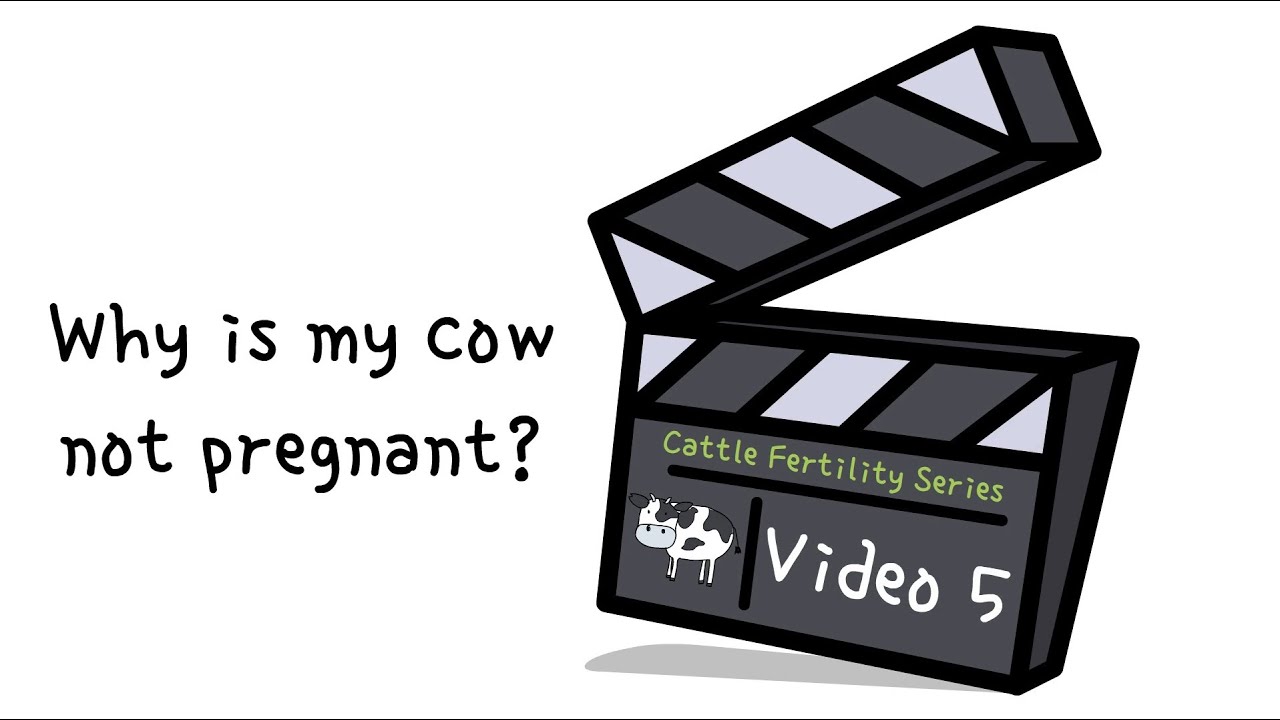 Cattle Fertility Series | Video 5 | Why is my cow not pregnant?