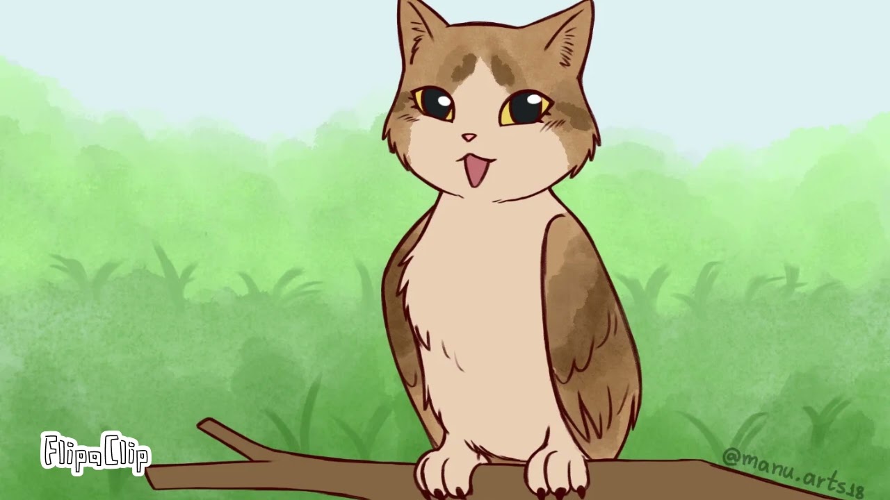 Gato coruja