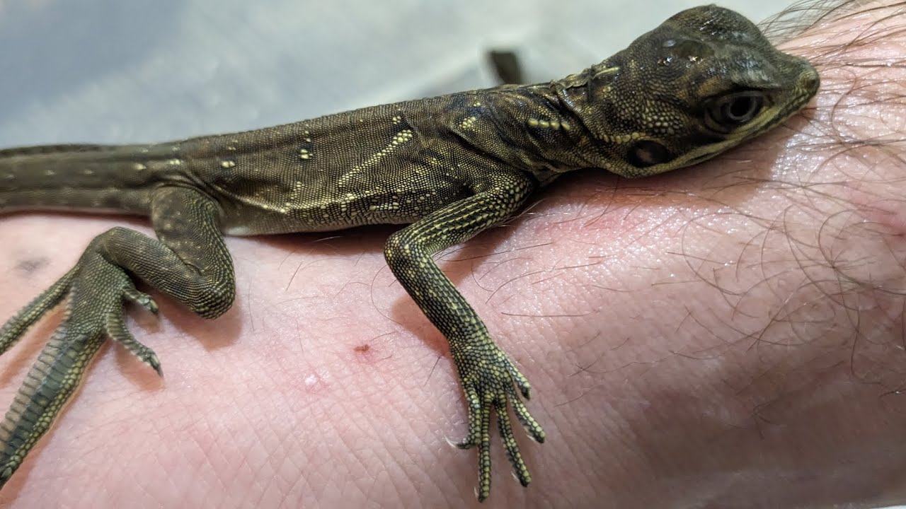 Captive Bred Philippine Sailfin Dragons Are Hatching!!!