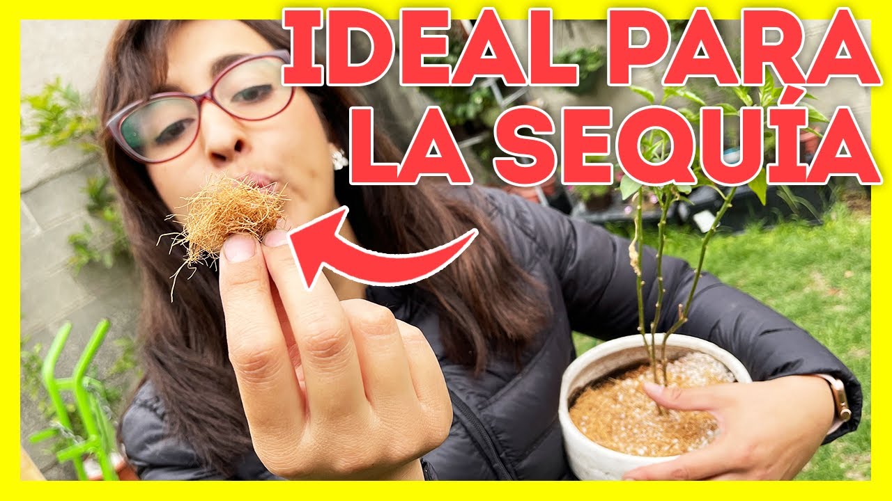 FIBRA DE COCO como SUSTRATO para PLANTAS🍓 &iquest;Para qu&eacute; sirve? [Ideal para el SOL☀️ ]