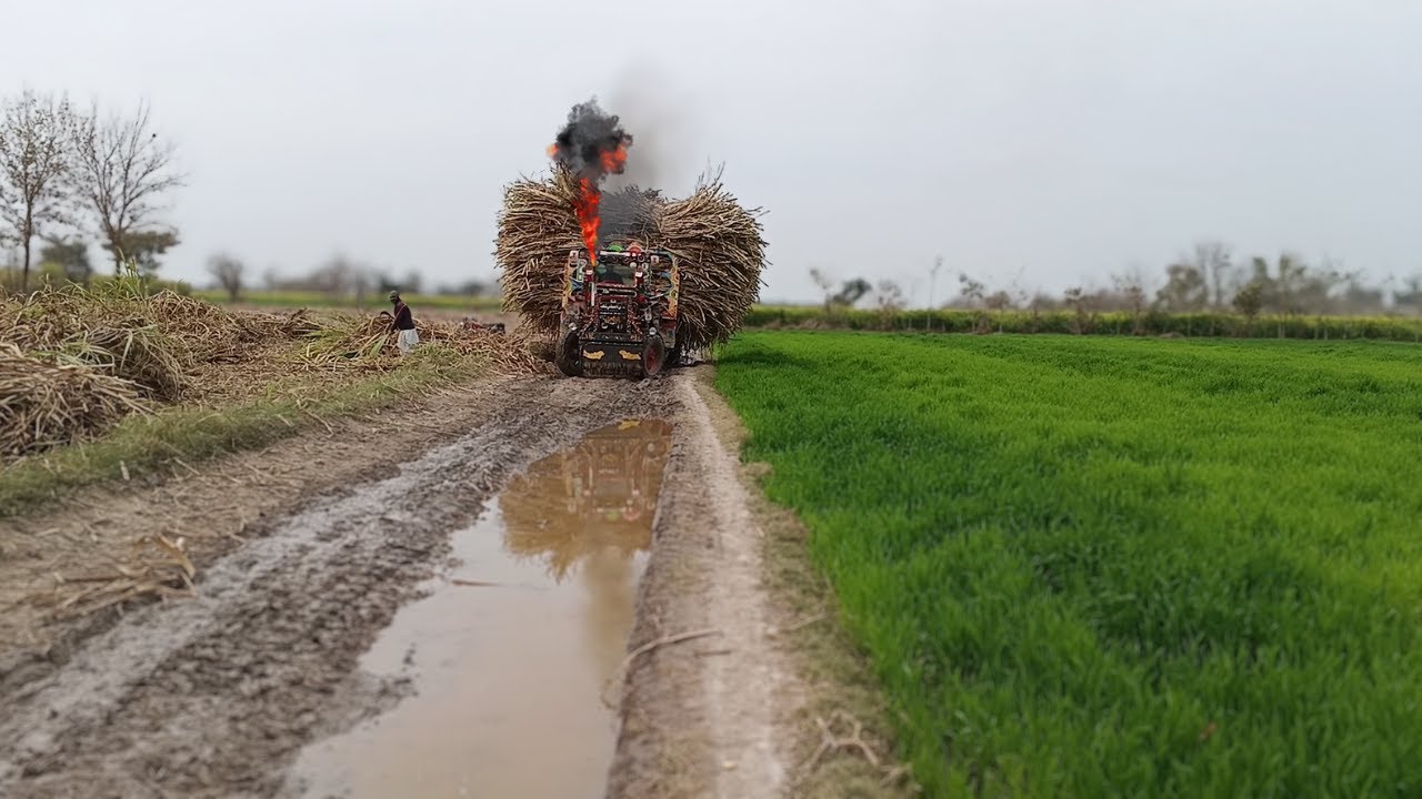 MTZ Belarus 510 tractor pulling sugarcane loaded trolley in mud | tractor trali ki video