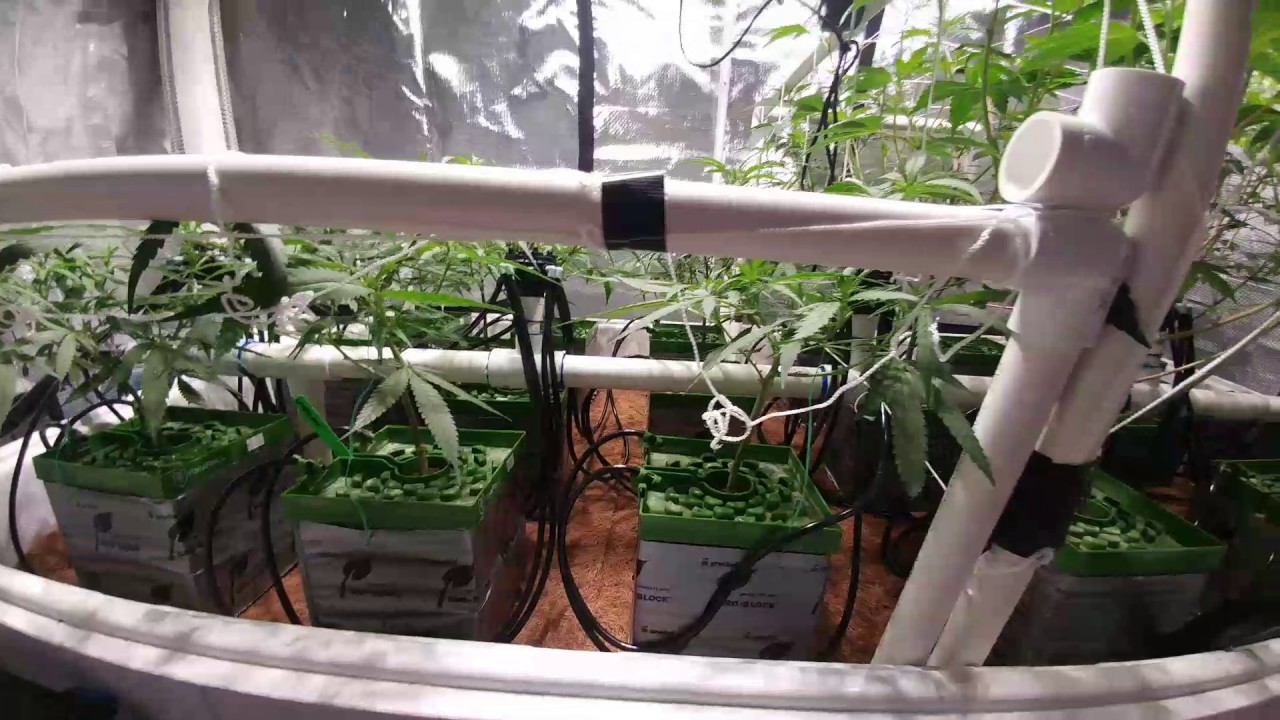 Snoop's Premium Nutes -  Begin Week 2 flower!