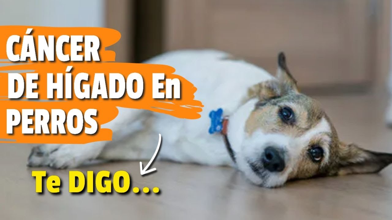 CÁNCER de HÍGADO en PERROS: 🐶🥺 ¿Cuándo Practicar La Eutanasia?