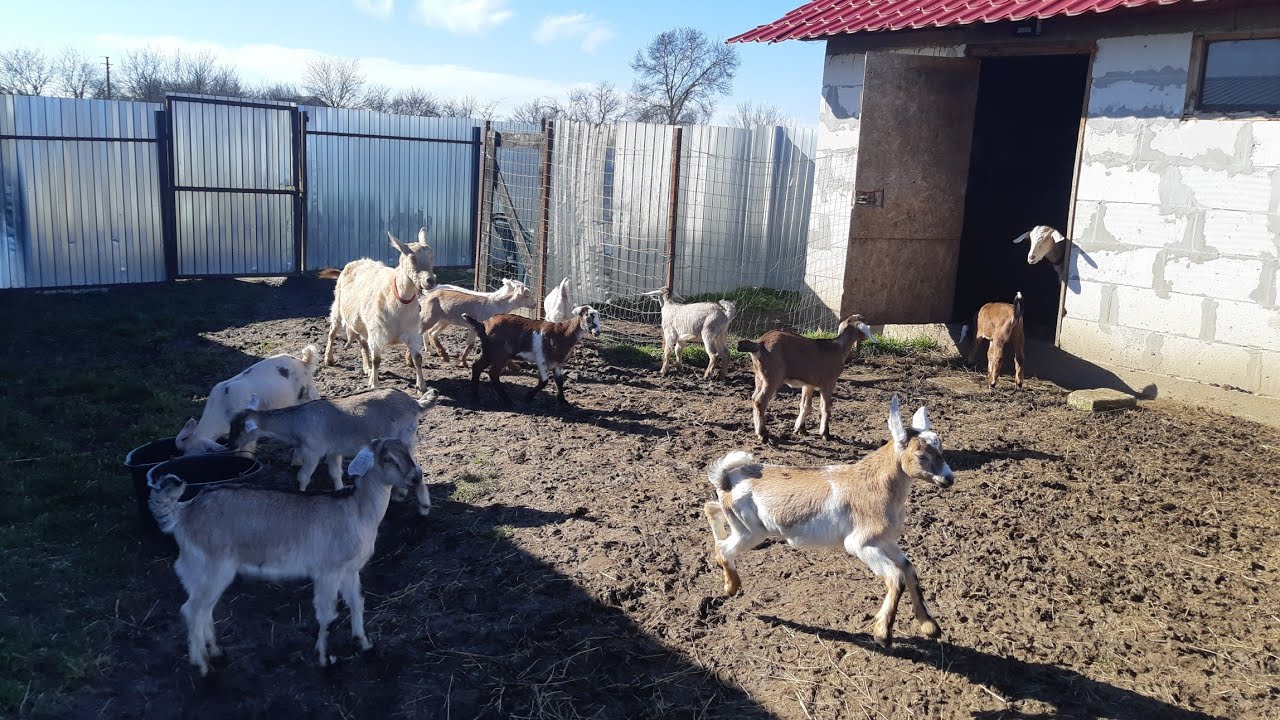 CREȘTEREA IEZILOR DE LA FĂTARE PÂNĂ LA ÎNȚĂRCARE!!!Metoda folosită de mine!