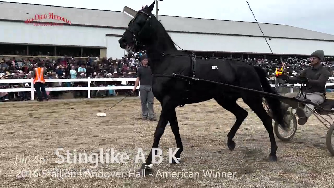 Hip 46 Stinglike A B K, $750,000 | 2022 Mid Ohio Memorial Trotting Sale