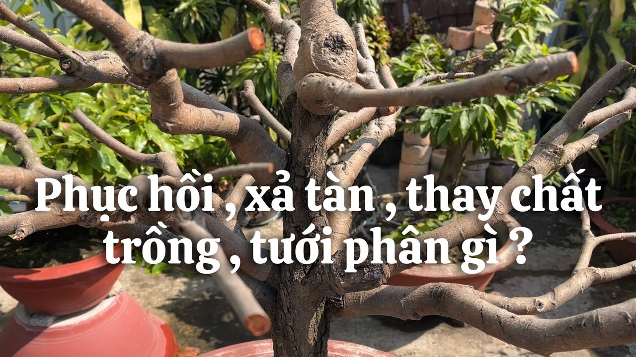 Phục hồi cây mai , xả tàn , thay chất trồng như thế nào ?