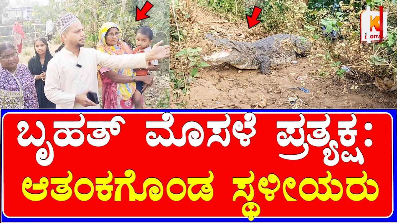 Dandeli Big Crocodile ನಗರದಲ್ಲಿ ಬೃಹತ್ ಮೊಸಳೆ ಪ್ರತ್ಯಕ್ಷ – ಸ್ಥಳೀಯರಲ್ಲಿ ಆತಂಕ | Kali Digital News