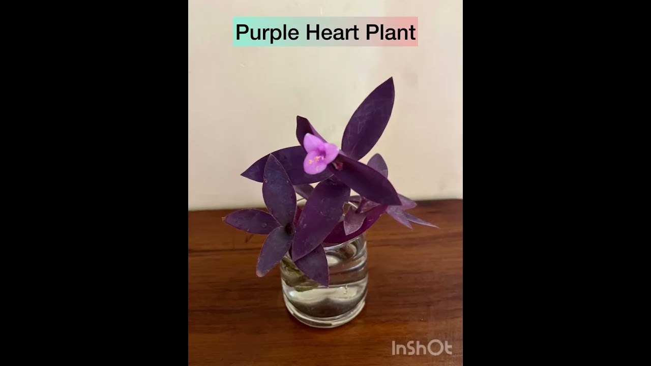 Plant styling ideas /Plant styling #indoorplants  #houseplants #plantstyle