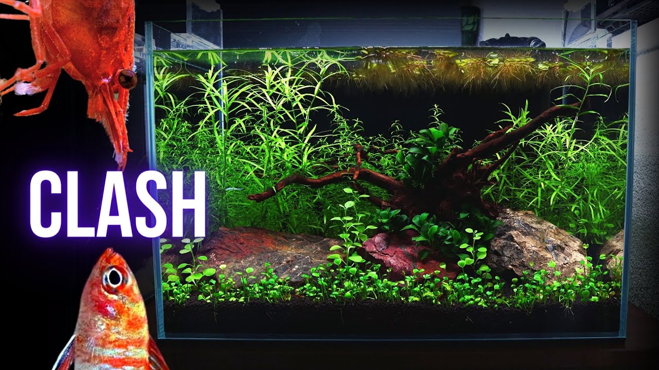 THIS happened when I added SHRIMP to SCARLET BADIS aquarium | EP4 NANO FISH AQUARIUM