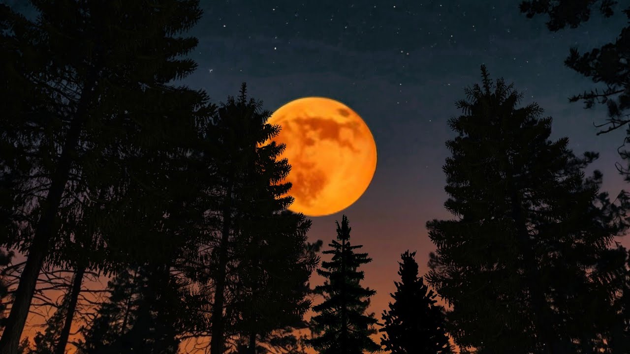 Calming Twilight Forest Vibes 🌲 Chirping Crickets ASMR for Sleep, Study & Focus