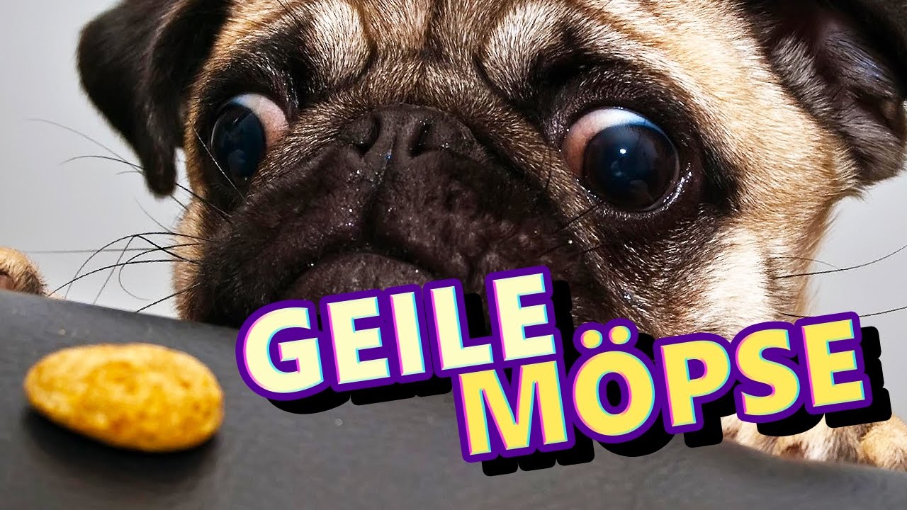 GEILE, FEISTE M&Ouml;PSE 💀 TTT #064 ★ Trouble in Terrorist Town