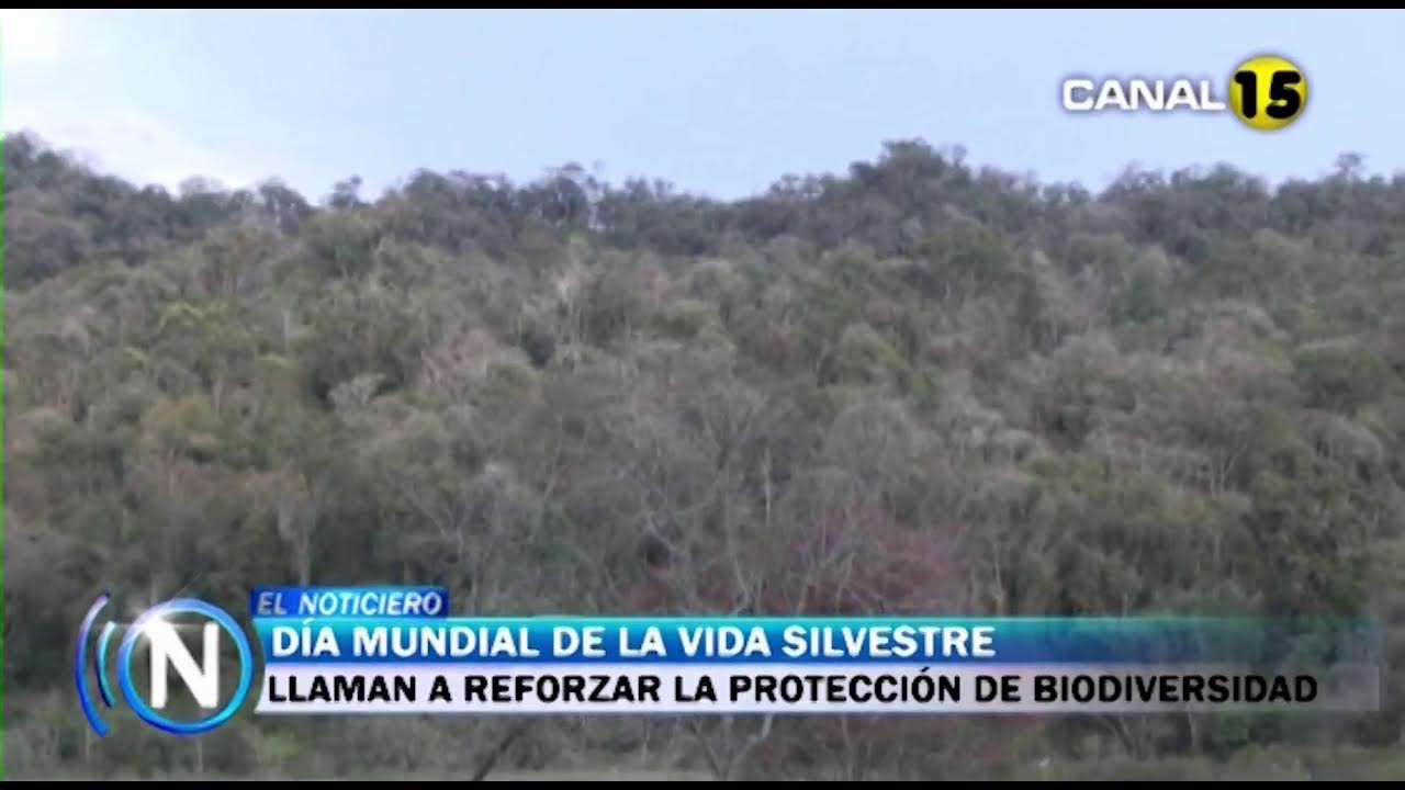 Emisión en directo de Canal quince Tarija