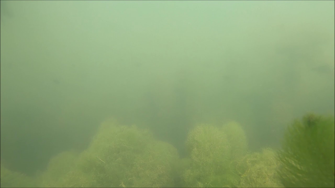 In the canal at my place. Schoten Belgium.