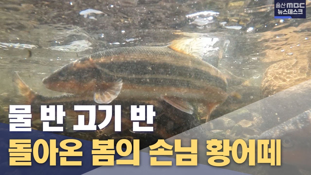 황어떼 물결 장관 '물 반 고기 반'(2023.04.07/뉴스데스크/울산mbc)