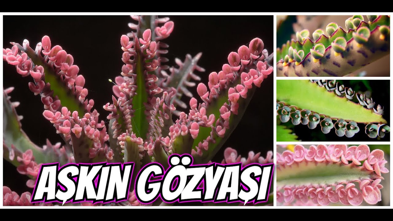 AŞKIN GÖZYAŞI ÇİÇEĞİ BAKIMI ve ÇOĞALTILMASI