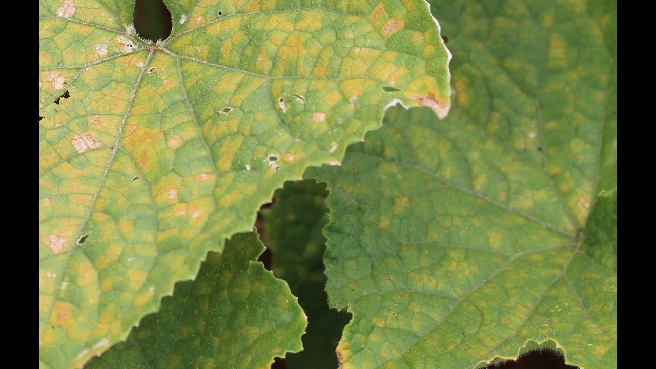 Cucurbit downy mildew in the garden