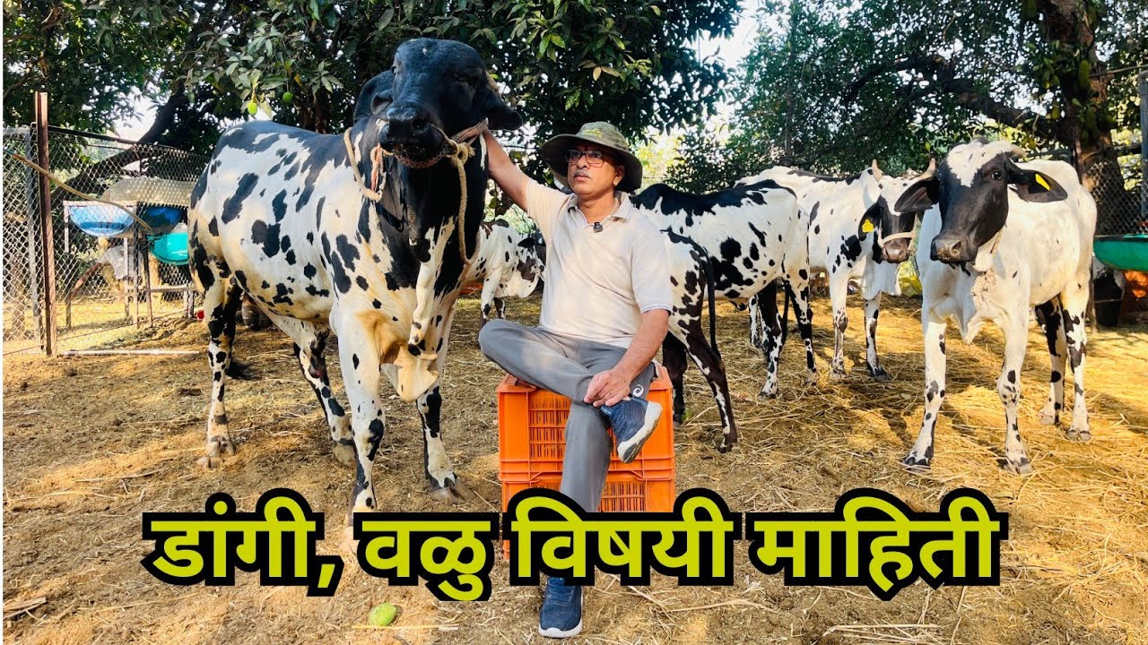 Dangi डांगी वळु विषयी माहिती जाणून घेऊयात. 