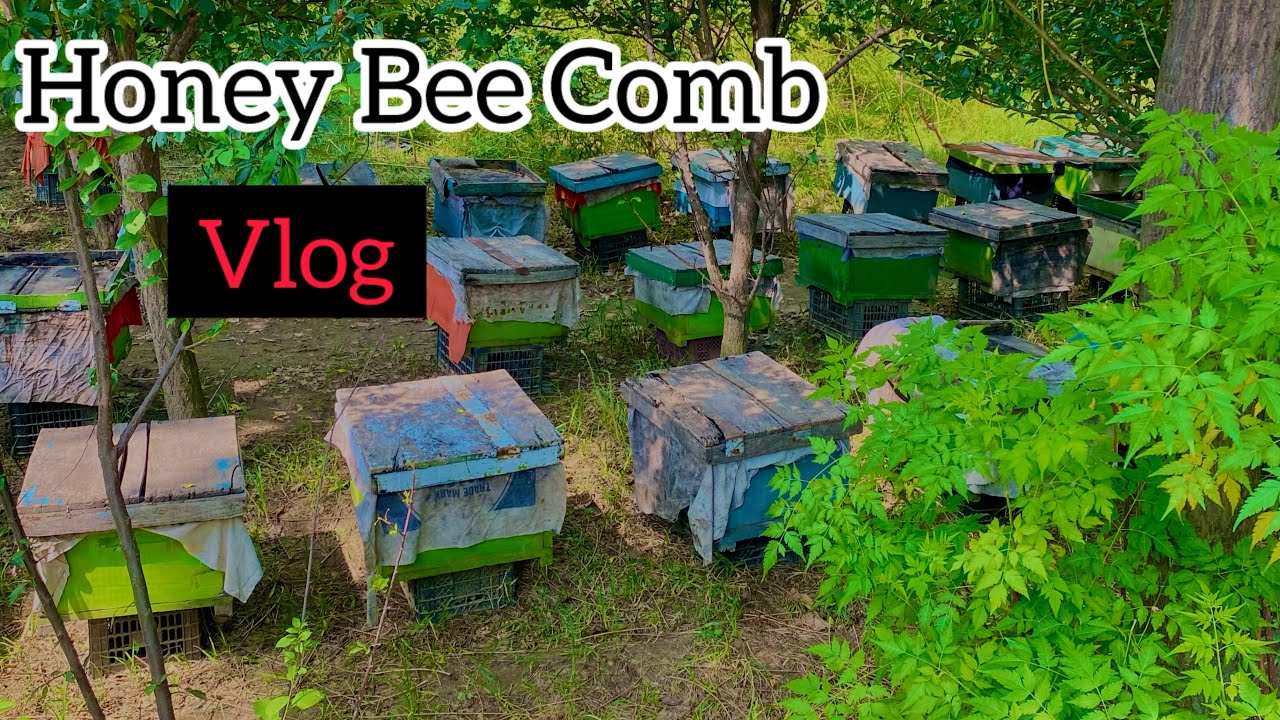 Honey Bee Comb Vlog 