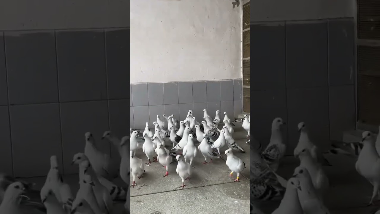 Hyderabadi kabootar 🔥🕊️#viral #kabootar #ytshorts #pigeon #foryou