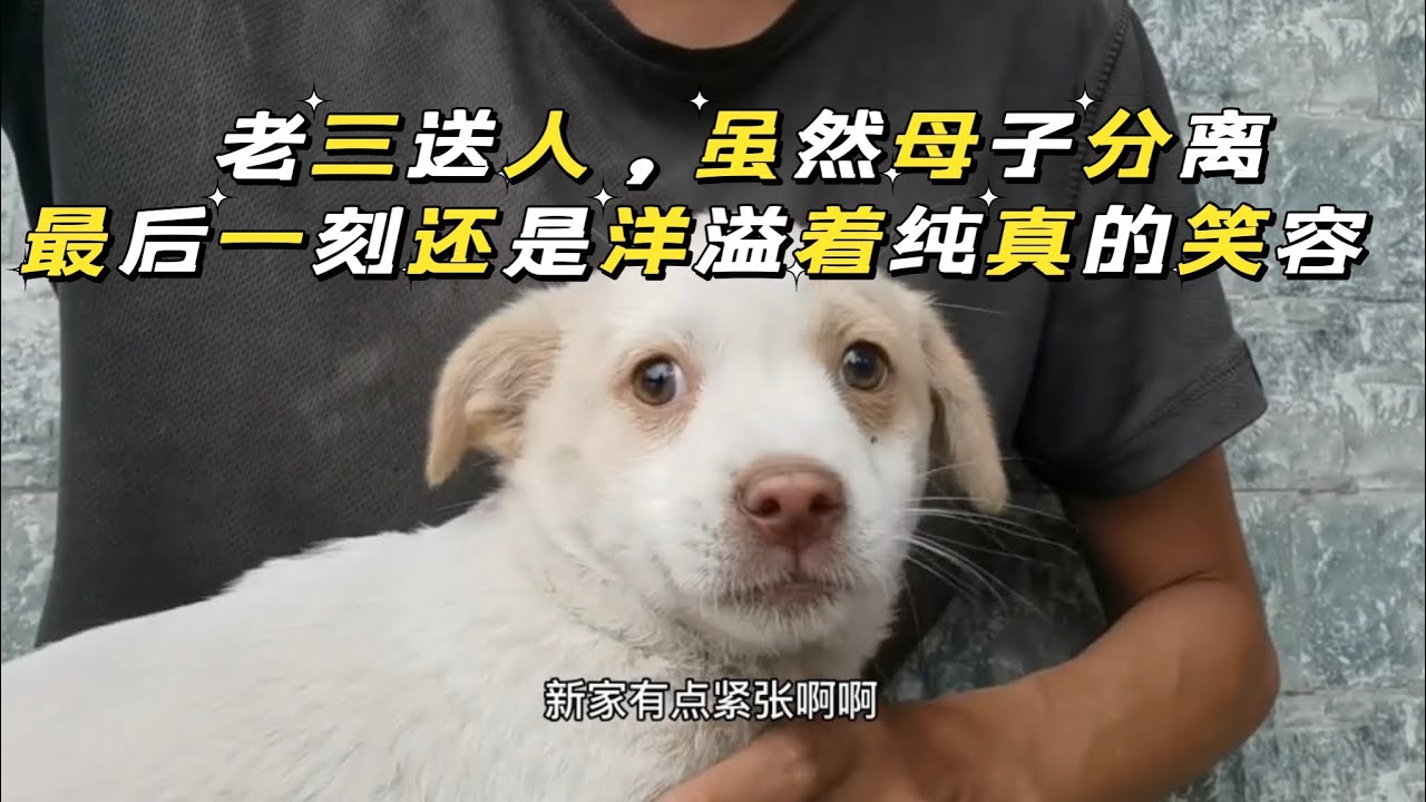 老三送人，虽然母子分离，但最后一刻还是洋溢着纯真的笑容  #樂浪星 #流浪生活 #初生狗狗 #萌宠 #日常vlog