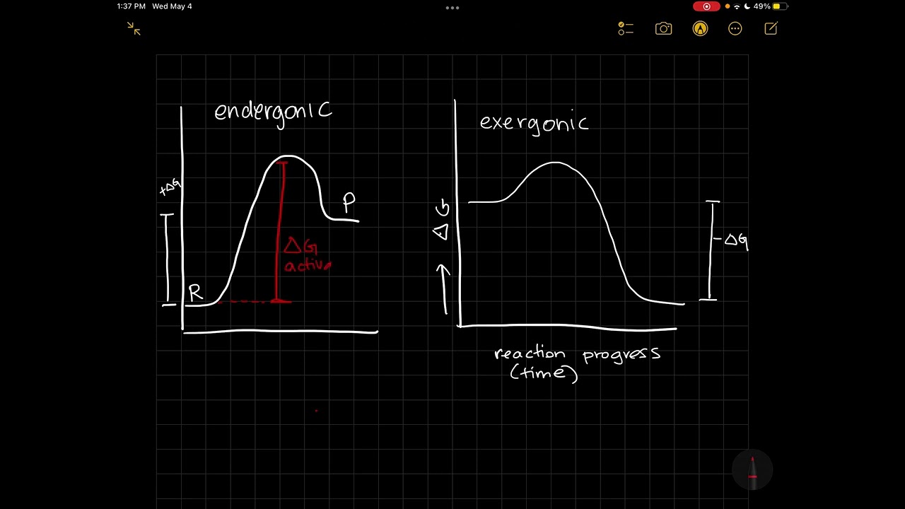 Exergonic vs endergonic reaction diagrams