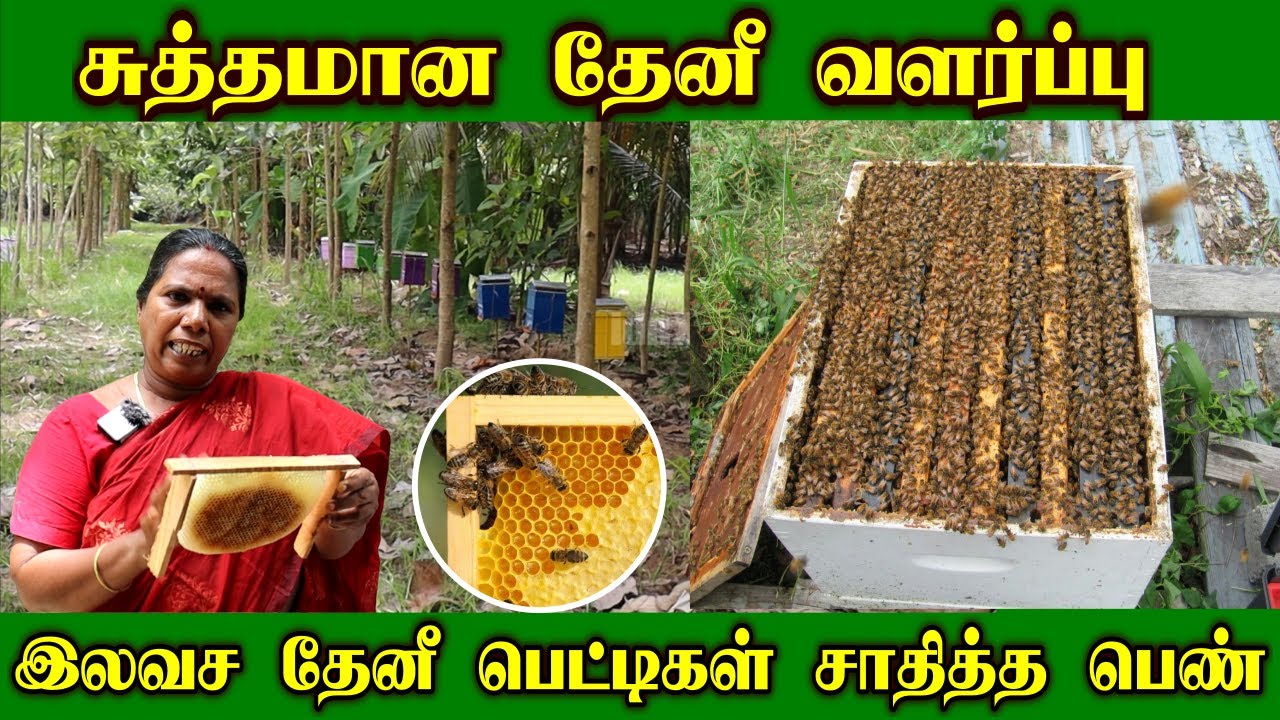 இலவச 🐝தேனீ பெட்டிகள் | சாதித்த சாதனை பெண் | Honey Harvesting for Beginners | Honey Bee Farm