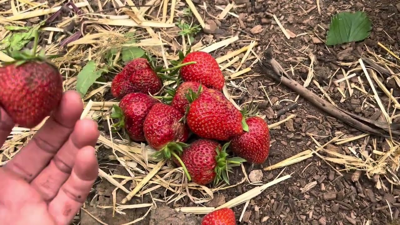 🍓 Strawberry Bonanza 🍓