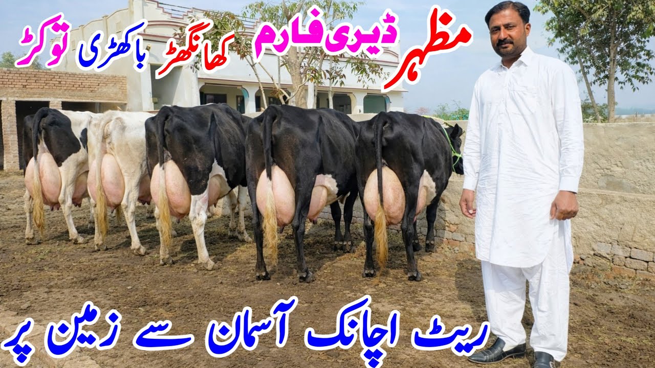 Cheap Off-Range Cows at Mazhar Dairy Farm | Prices Suddenly Dropped | Best Dairy Cows in Pakistan