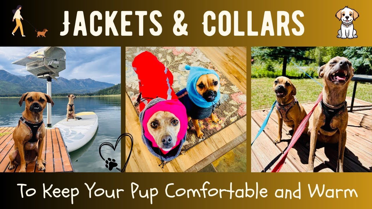 A Tested Waterproof Dog Jacket That Works