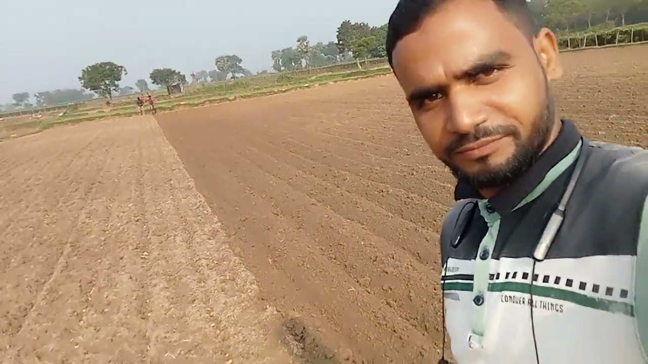 আলু বসানো কাজ চলছে কাঁচা আলু চাষ 2024