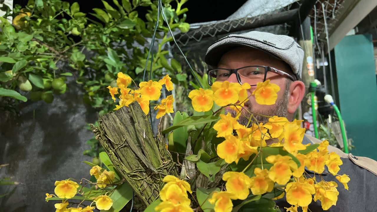 Dendrobium lindleyi (aggregatum)E cortes de orquídeas