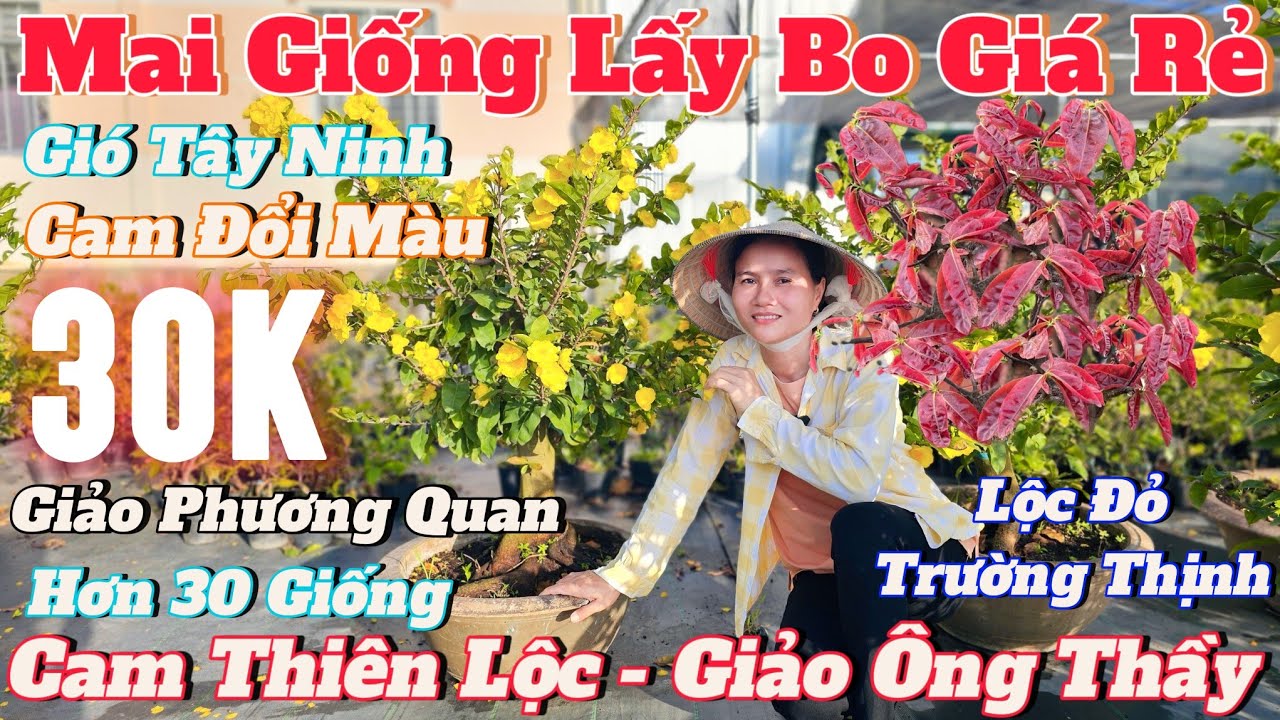 12/3☎️Mai Vàng Giá Rẻ☎️0336228411 Chị Bé☎️Giao Lưu Mai Giống Lấy Bo Giá Rẻ Chỉ 30K Vào Xem Ngay