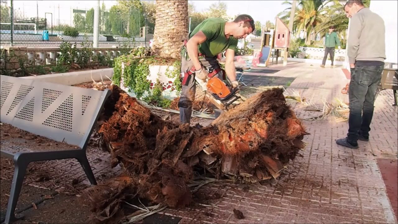 Corte de Palmera muerta por el Picudo rojo