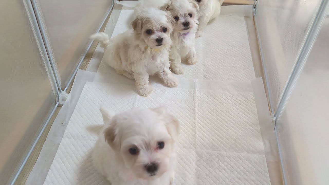 【マルチーズ-子犬】2024年10月4日撮影