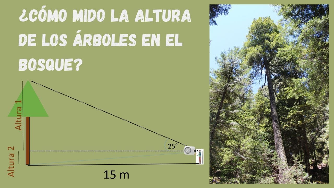 ¿Cómo se mide la altura de los árboles en el bosque?