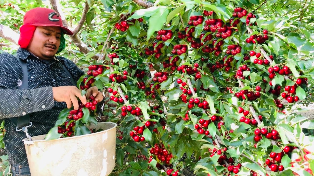 INCREÍBLE COSECHA DE CEREZA POR CONTRATO EN ESTADOS UNIDOS / WONDERFUL CHERRY HARVEST 🍒